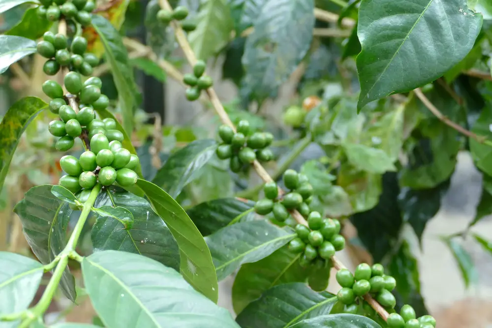 Eugenioid Coffee – Everything You Need to Know